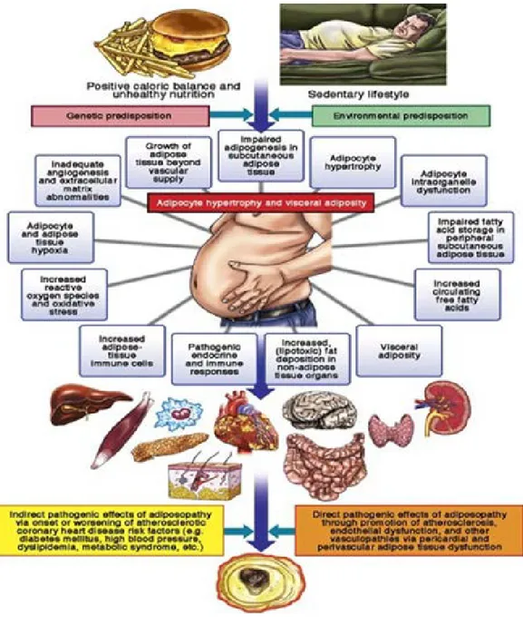 Gambar 2.1   Adiposopathy  : hubungan patogenik jaringan adiposa,  dislipidemia dan penyakit kardiovaskular (Bays et al., 2013)