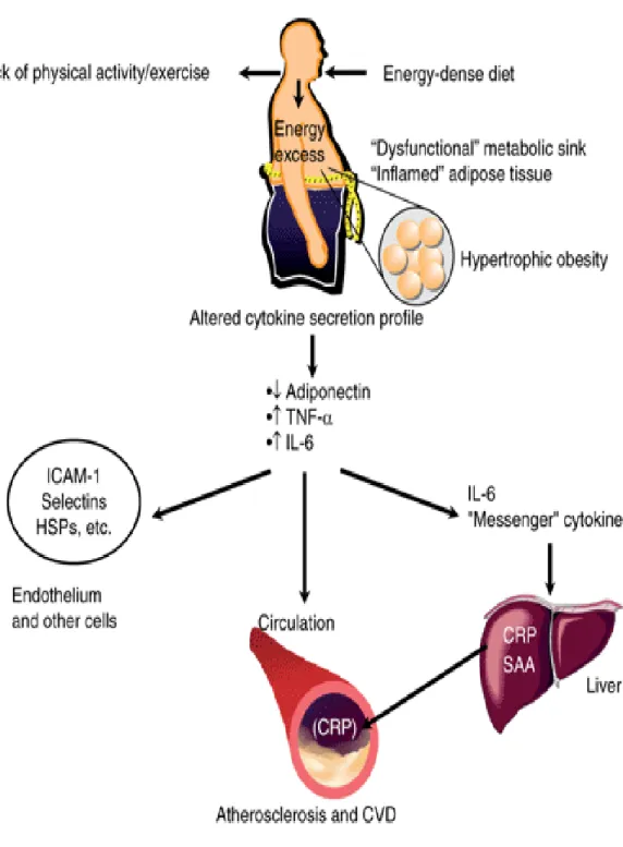 Gambar 2.2 Mekanisme diet tinggi lemak menjadi dislipidemia (Bays et al.,  2013).  