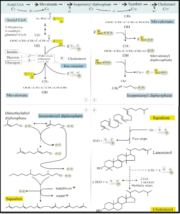 Gambar 2.4 Biosintesis Kolesterol (Koolman, 2005) 
