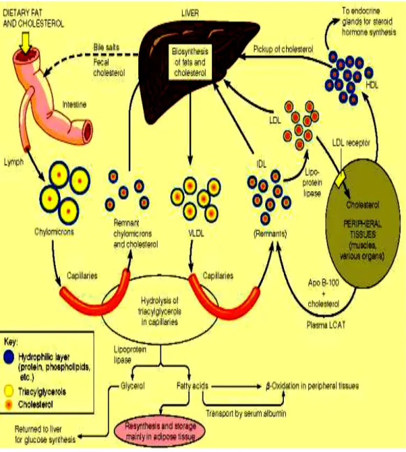 Gambar 2.5 Metabolisme Lemak (Dikutip dari : Lichtenstein dan Jones,  2006) 