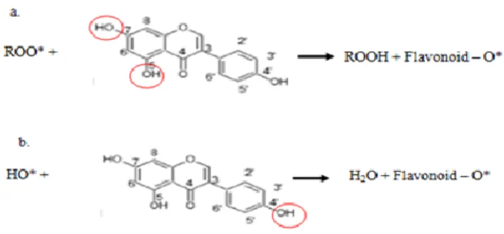 Gambar 1   a. Reaksi Isoflavon dalam Mendonorkan Ion Hidrogen           b. Reaksi isoflavon sebagai Scavenger 