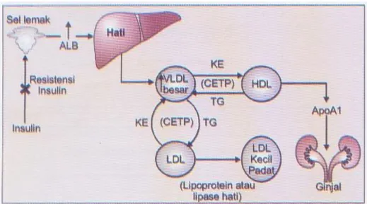 Gambar 5.   Metabolisme lipoprotein pada pasien diabetes (Sudoyo, 2006). 