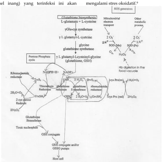 Gambar 3.  Skema Umum Menggambarkan Bermacam-Macam Proses Biokimia Pertahanan  Antioksidan dalam Sitosol Parasit