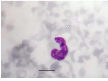 Gambar 9  Monosit rusa Timor; bar = 10 µm. 