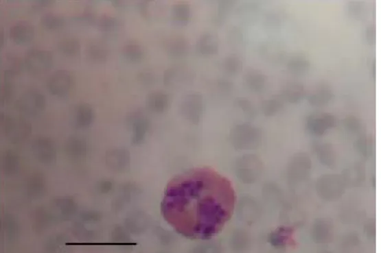 Gambar 6  Eosinofil rusa Timor; bar = 10 µm. 