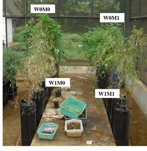 Gambar 4  Respon cekaman kekeringan tanaman legum Clitoria ternatea sesaat             sebelum dipanen hari ke-32 