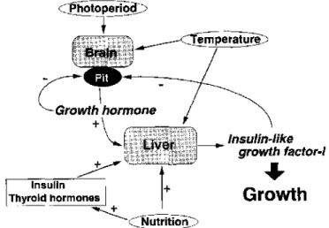 Gambar  4. Mekanisme  kerja  hormon  pertumbuhan  dan  IGF-1 pada  ikan (Moriyama dan Kawauchi 2001).