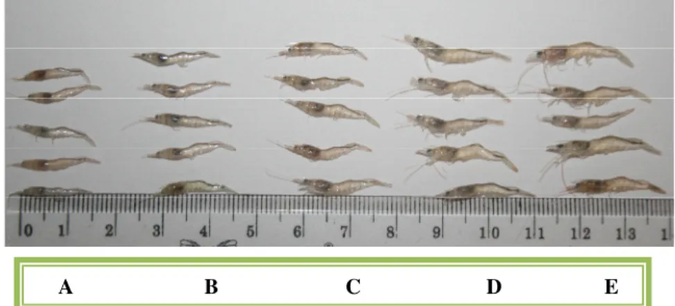 Gambar 3. Ukuran post-larva udang  vaname  yang  direndam  dengan hormon pertumbuhan  rekombinan  ikan  kerapu  kertang  (rElGH)  dosis  15  mg/L  dengan lama waktu perendaman A:  kontrol pCold; B: kontrol; C: 1 jam; D: 2 jam; E: 3 jam dengan  frekuensi  p