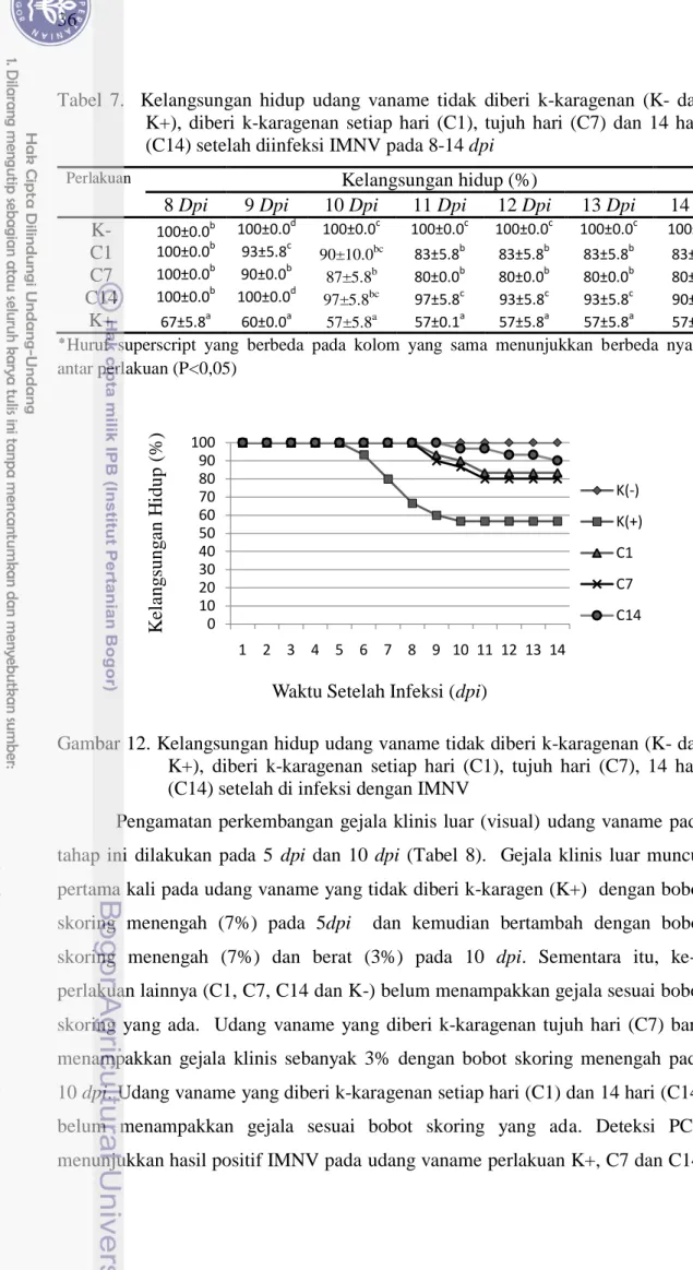 Tabel  7.    Kelangsungan  hidup  udang  vaname  tidak  diberi  k-karagenan  (K-  dan  K+),  diberi  k-karagenan  setiap  hari  (C1),  tujuh  hari  (C7)  dan  14  hari  (C14) setelah diinfeksi IMNV pada 8-14 dpi 