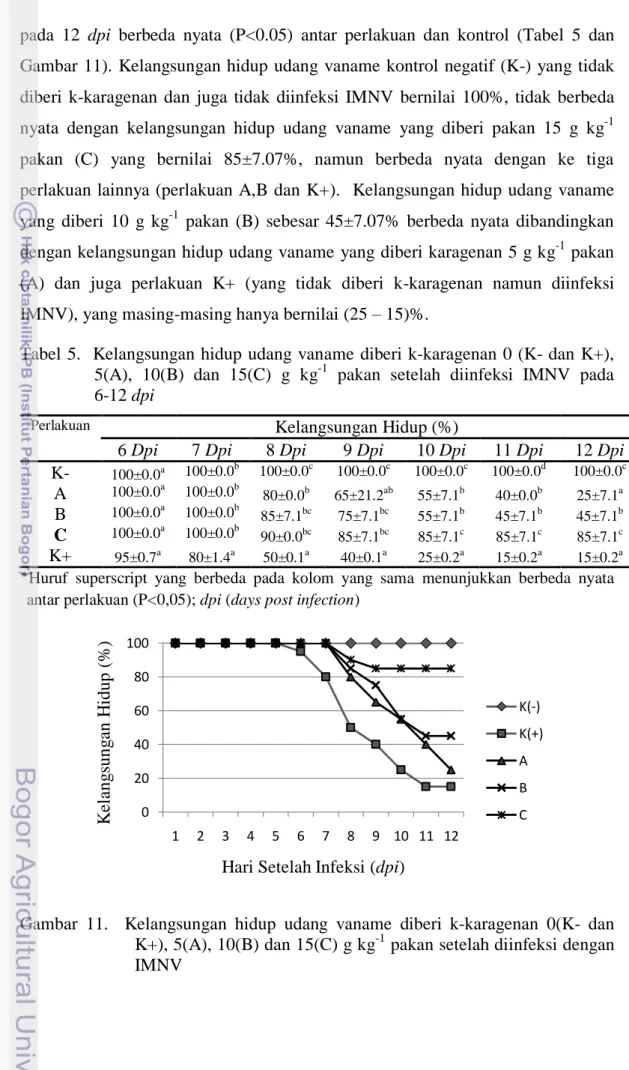 Tabel  5.  Kelangsungan hidup udang  vaname diberi k-karagenan 0 (K- dan  K+),  5(A),  10(B)  dan  15(C)  g  kg -1   pakan  setelah  diinfeksi  IMNV  pada          6-12 dpi  