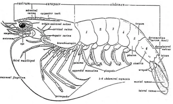 Gambar 2  Morfologi Litopenaeus vannamei  (Sumber: Wyban &amp; Sweeney 1991) 