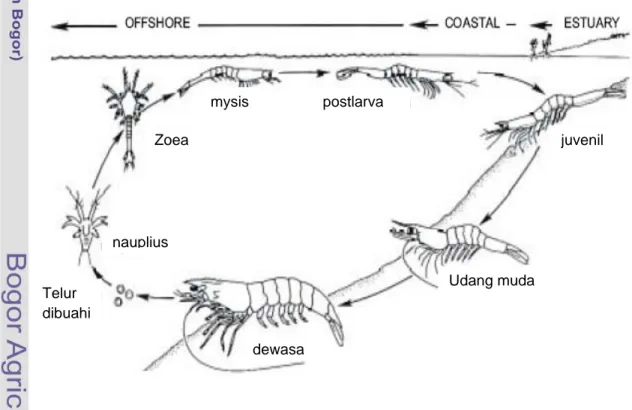 Gambar 3Siklus hidup  Litopenaeus vannamei  (Sumber: diadaptasikan dari Braak  2002) 