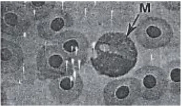Gambar 7. Sel darah Putih Monosit  (Sumber : Chinabut et al 1991) 