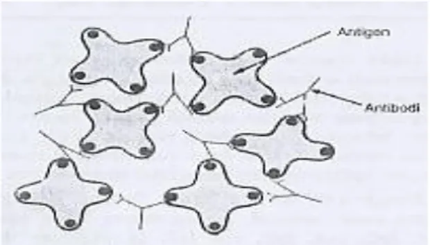 Gambar 9. Molekul Antigen Terikat Satu Sama Lain oleh Antibodi Bivalen  (Sumber : Guyton and Hall 1996 dalam Martiani 2008) 