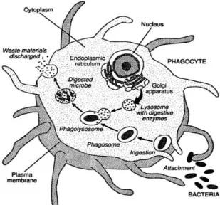 Gambar  4  Proses fagositosis 