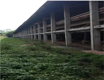 Gambar 1.Kondisi rumput di PT. Januputra Sejahtera Farm 