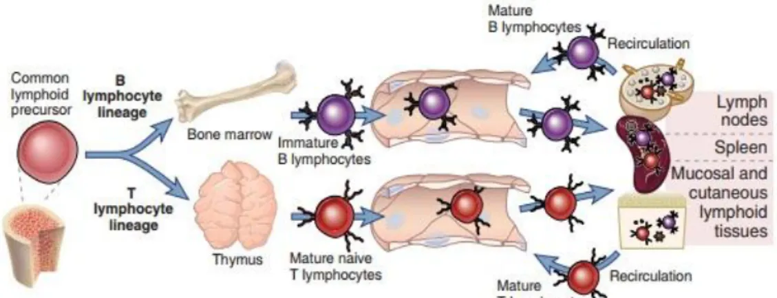 Gambar  2.  Proses  maturasi  limfosit.  Limfosit  terbentuk  dari  bone  marrow  stem  cells  yang  kemudian  mengalami  maturasi  di  bano  marrow  (limfosit  B)  dan  di  timus  (limfosit  T)