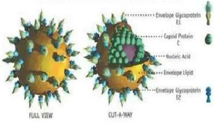 Gambar 2.7 Model of The Human Hepatitis C Virus (Charles, 2010) 