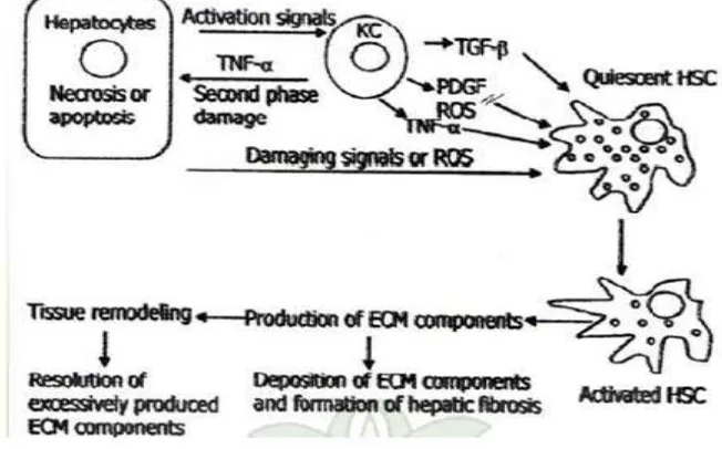Gambar 2.11 Mekanisme Fibrosis Hati (Friedmann, 2007) 