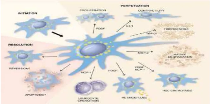 Gambar 2.12 Aktifasi HSC (friedmann, 2007) 