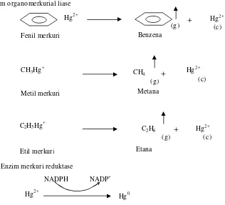 Gambar 2. Proses  Detoksifikasi  Merkuri  oleh  Mikrob  Resisten  Merkuri                  (Gadd,1990)