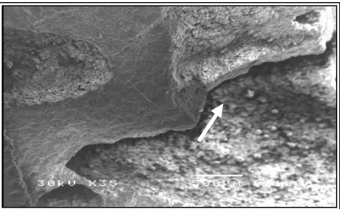 Gambar 8. Scanning Electron Micrograph Batu Vulkanik dengan Pembesaran 35 X. Tanda Panah Menunjukkan rongga batu vulkanik