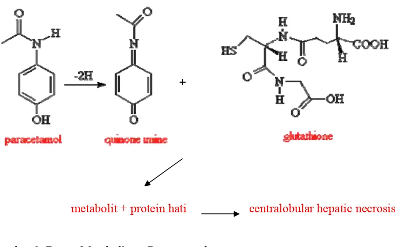 Gambar 3. Bagan Metabolisme Parasetamol 