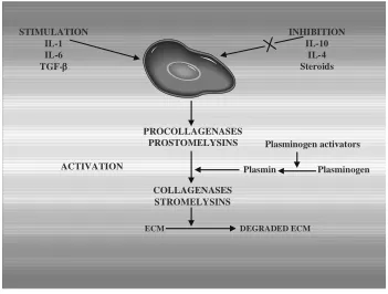 Fig. 3. Cytokines actions in adhesions material formation 