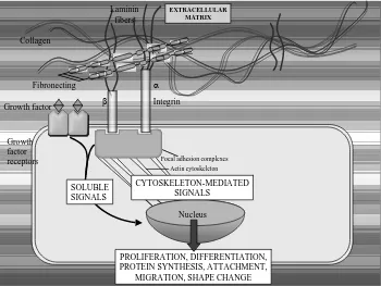 Fig. 4. Intracellular signalling pathway in adhesions formation 