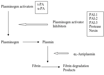 Fig. 5. The fibrinolytic system  