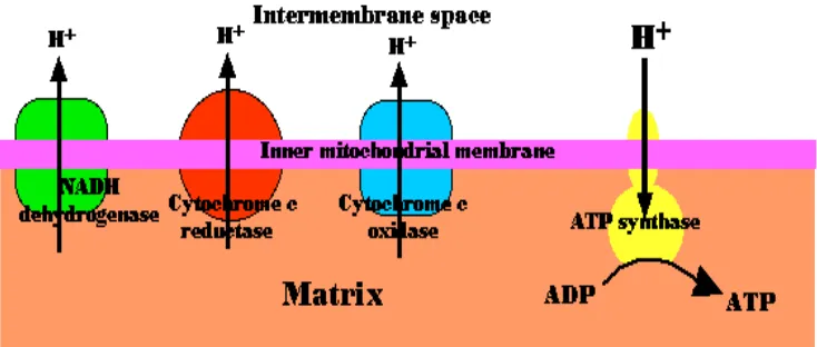 Gambar 6 Rantai respirasi elektron dalam mitokondria.  