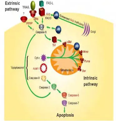 Gambar 7. Dua jalur apoptosis (jalur ekstrinsik dan intrinsik) (Haupt et al. 2003). 