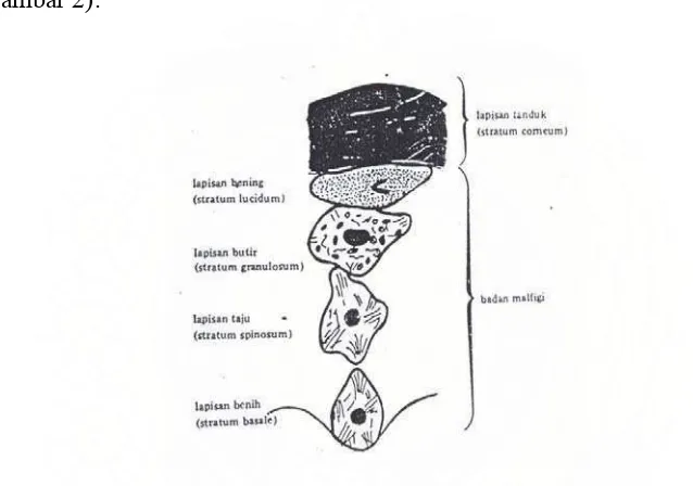 Gambar 2 : Gambar skematik tahap perubahan sel epidermis 