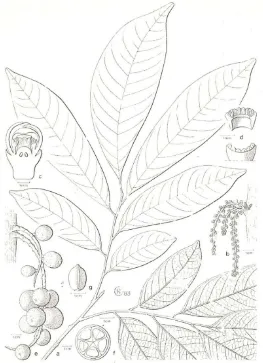Gambar 1.1. Daun, bunga dan buah duku               (Mabberley et al., 1995) 