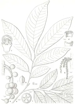 Gambar 1.1. Daun, bunga dan buah duku               (Mabberley et al., 1995) 