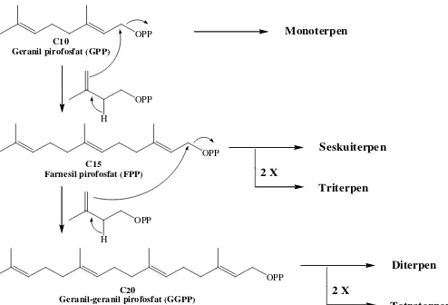 Gambar 2.1. Biosintesis triterpenoid 
