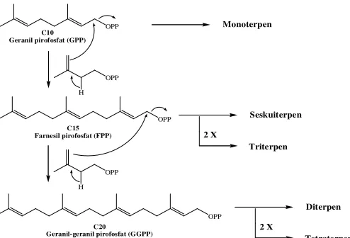 Gambar 2.1. Biosintesis triterpenoid 