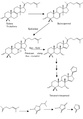 Gambar 3.2 Jalur biosintesis sederhana senyawa limonoid 