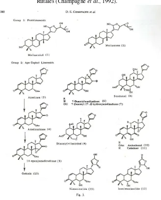 Gambar 3.3 Jalur biosintesis utama limonoid dalam 