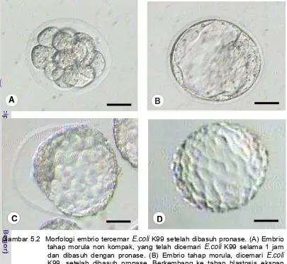 Gambar 5.2  Morfologi embrio tercemar E.coli K99 setelah dibasuh pronase. (A) Embrio 