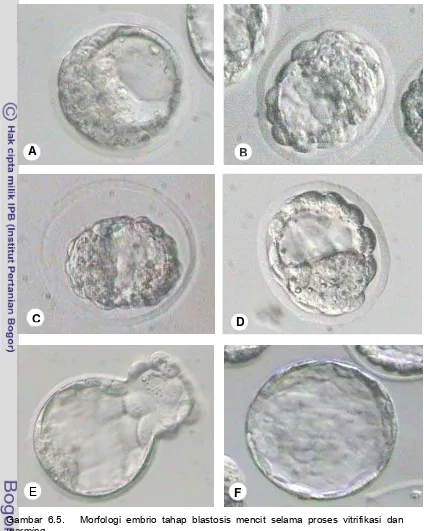Gambar 6.5.   Morfologi embrio tahap blastosis mencit selama proses vitrifikasi dan 