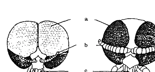 Gambar 1. Pandangan lateral (kiri) dan dorsal (kanan) dari Simuliidae betina dewasa 