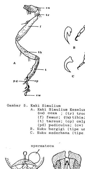 Gambar 5. Kaki Simulium 