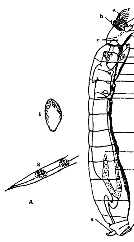 Gambar 7. Telur dan larva Simulium 