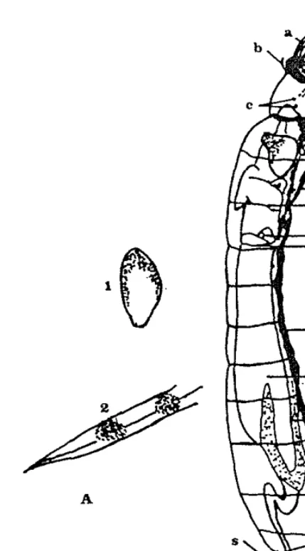 Gambar 7. Telur dan larva Simulium 