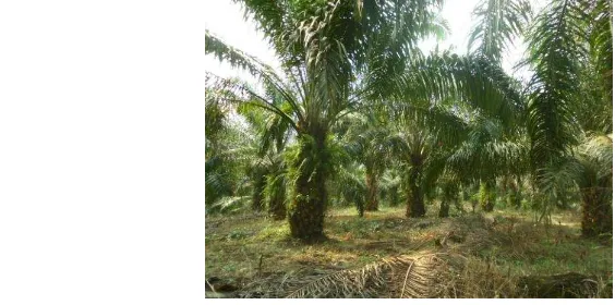 Gambar 11  Kondisi tajuk di ekosistem oil palm plantation 