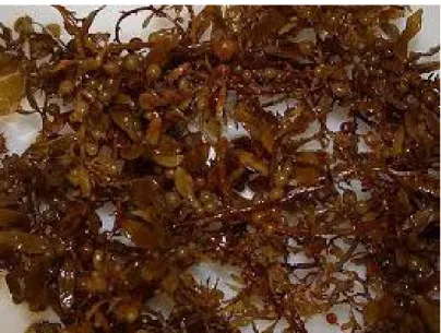 Gambar 1. Sargassum binderi  Penyebaran rumput laut coklat Sargassum binderi :  A.  Paparan terumbu (reef flats) 