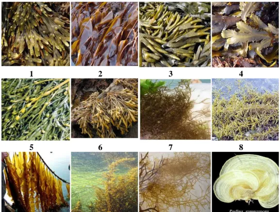 Gambar 2. Rumput laut penghasil fukoidan, 1: Focus vesiculosus, 2: Laminaria digitata, 3: Focus  evanescens,  4:  Focus  serratus,  5:  Ascophyllum  nodosum,  6:  Pelvetia  canaliculata,  7: 
