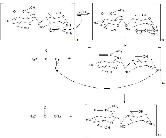 Gambar 2. Mekanisme pelepasan protein dari sampel cangkang udang, Champagne, 2002