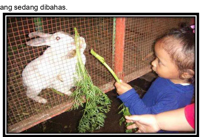 Gambar 4. Anak sedang memebri makan kelinci Sumber : Dokumentasi Pribadi